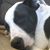 Annie Oakley's profile image