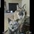Jennifer Gray's profile image