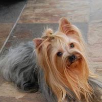 Val Oh's profile image