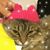 Bruna Cordova's profile image