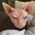 Temia Haywood's profile image