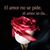 Anita Flores's profile image