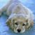 Donna Caporale's profile image