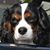 Colleen Cosgriff Dombroskie's profile image