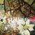 Rose Gioia-Fine's profile image