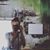Charity Navalesi Poole's profile image