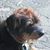 Laurie Choate's profile image