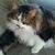 Becky Lou Smith-Bussa's profile image