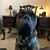 Shelli Plummer Ragle's profile image