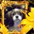 Patricia Gibson's profile image