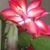 Kandace Gusman's profile image
