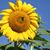 Richard Prairie's profile image