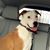 Dixie White Leikach's profile image
