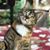 Linda Denham's profile image