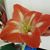 Earline Barrow's profile image