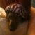 Sally Priester Murphy's profile image
