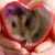 Shams Karimi's profile image