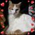 Brian Carr's profile image