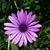 Mary Steilman's profile image