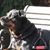 Sandi White's profile image