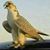 Aamer Mehmood's profile image