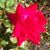 Sammy McVicker's profile image