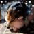 Suzi Yenchesky Hemler's profile image