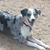 Marlene Petsche's profile image