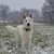 Sharon Reynolds Lundgren's profile image