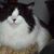 Pat Bean's profile image