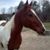 Trish Smith's profile image