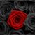 Raven D. D. LaShadory's profile image