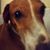 Chris Brumbaugh's profile image