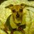 PPeanut Morgan's profile image