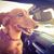 Sally Hofmeister Bennight's profile image