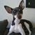Cristin Caraballo's profile image