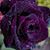 Tammie McDole Wallace's profile image