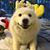 Gengen Bao's profile image