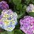 Tracie Cook Stiffler's profile image
