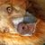 Andrea Bodnar's profile image
