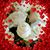 Jackie Peil's profile image