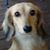 Helen E Stetzler's profile image