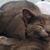 Phyllis Carroll's profile image