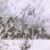 Quercus Rubra's profile image