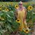 Sharon Stinchfield's profile image