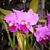 Deborah Morris Jorgenson's profile image