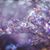 Janet Francis's profile image