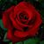 Shirley Willis's profile image