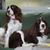 Shirley Copley's profile image