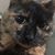 Sheila Bell's profile image
